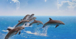 Decoding the Symphony Dolphin meme: A Mom's perspective