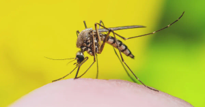 The Mosquito Magnet: Why Pregnancy Makes You Irresistible to Mosquitoes