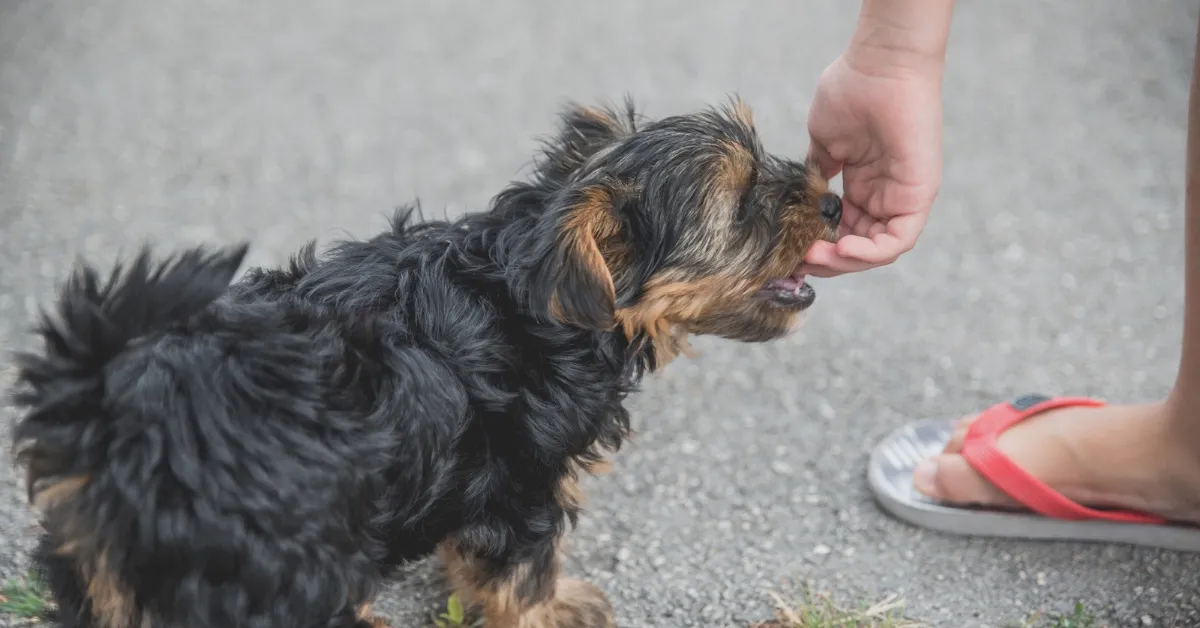 Dog Bites in Children: Prevention, First Aid, and Treatment