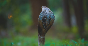 The Most Poisonous Snakes in the World: Deadly Venom Explained