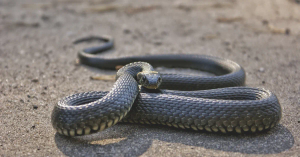 Venomous Encounters: Protecting Your Kids from Snake Bites