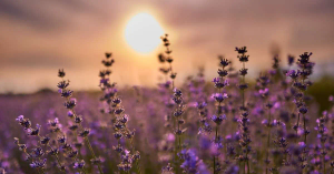 What Can Oatmeal and Lavender Do for Your Baby's Skin?