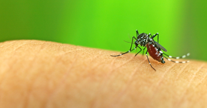 Mosquito-Borne Diseases: A Comprehensive Guide for Concerned Parents