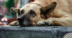 Not All Dogs Want Petting: Essential Stray Animal Safety for Kids